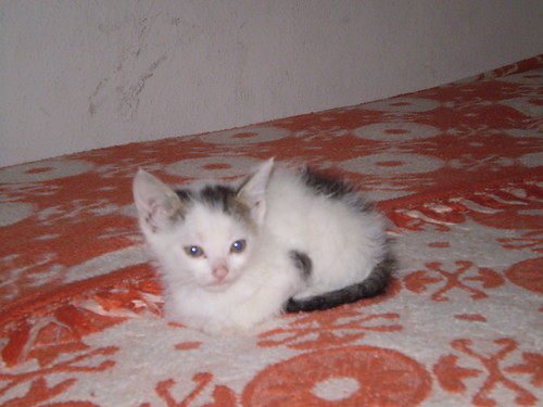 koCIK :*