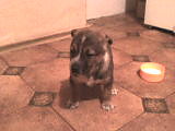 Mj piesek:):):))