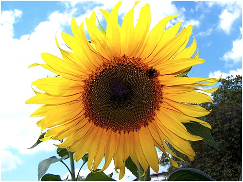 sunflower