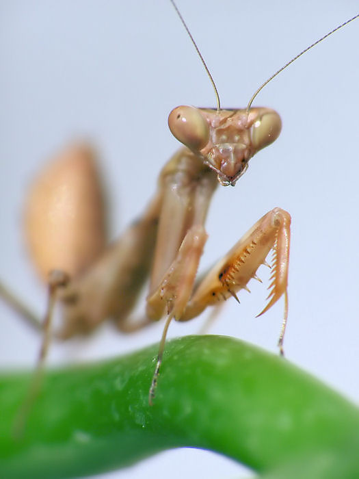 Pnigomantis medioconstricta