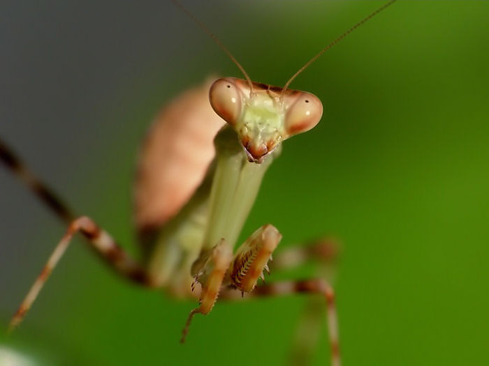 Pnigomantis medioconstricta