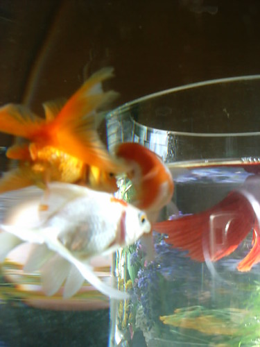 ucieczka z aQa-rium :)