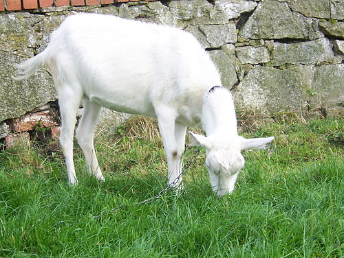 qx KOZA xp