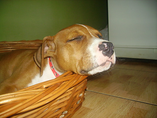 shira