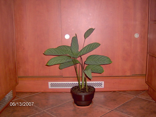 Calathea