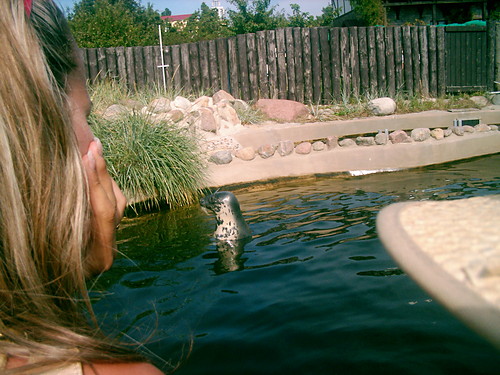 Foka ;)
