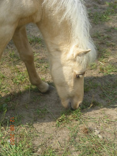 Bombi :*