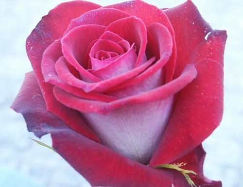 rӿA