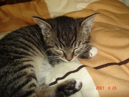 Mj kotek :)
