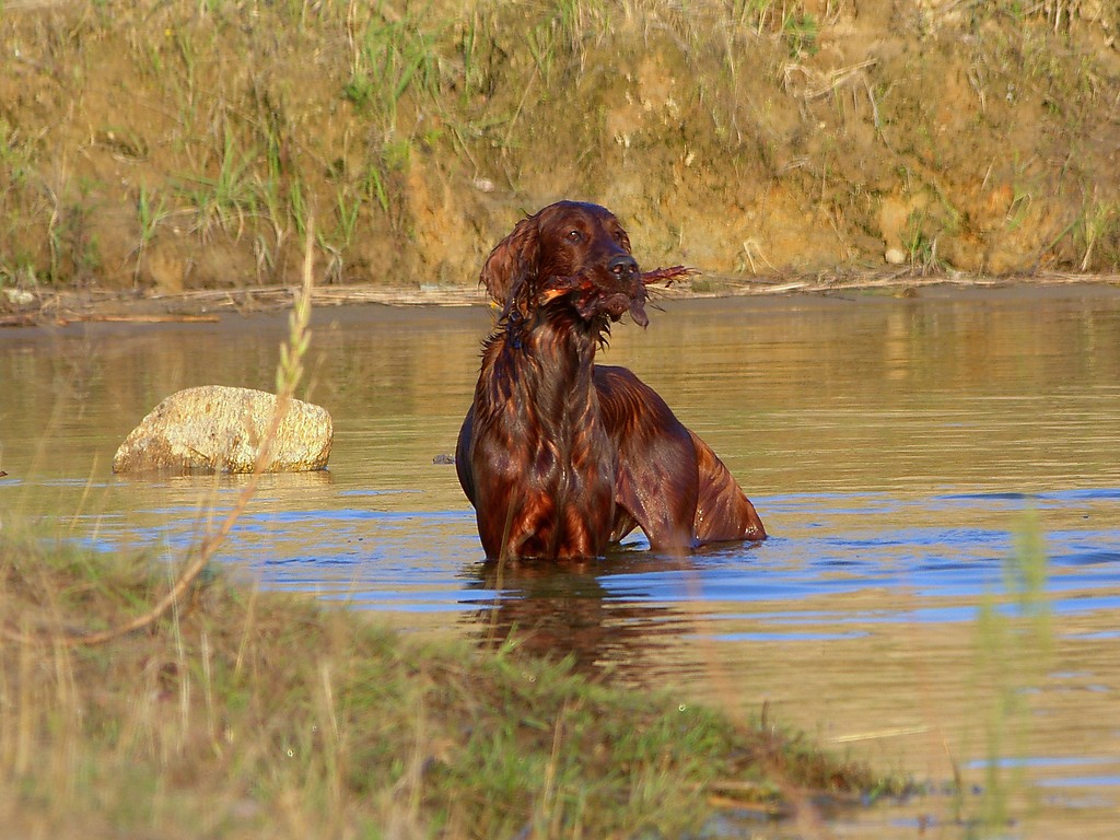 Happy dog
