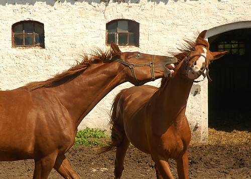 Histillo i Walentino:*