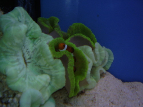 Nemo