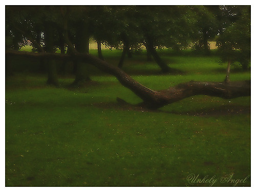 Tree.