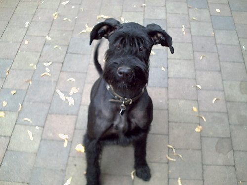 Pudi:D