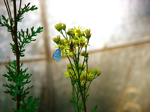 motyl