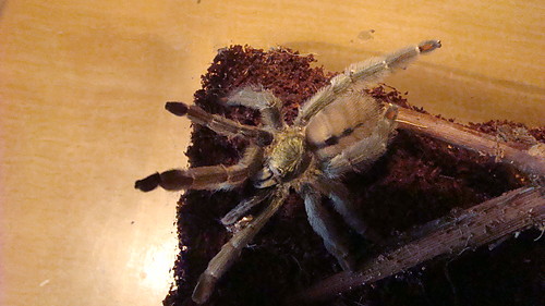 Psalmopoeus cambridgei