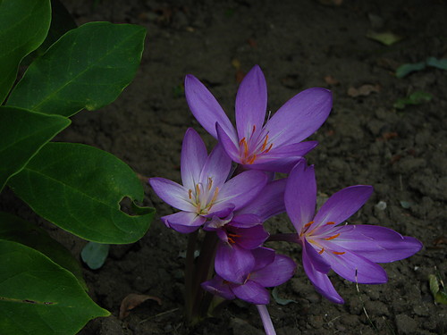 Fioletowy kwiatek