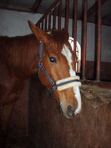                         Wigor