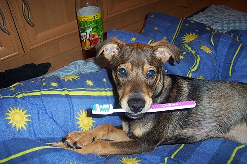snoop