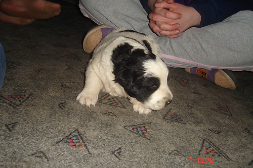 Pucu....;*