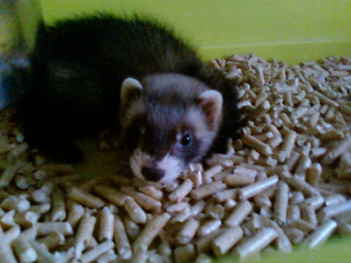 Nowe zwierzatko :)