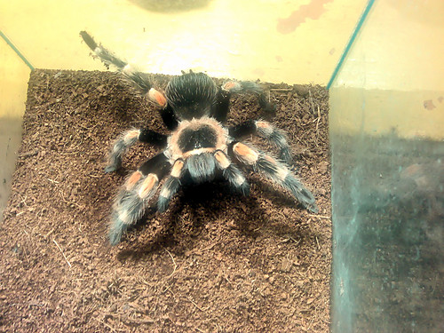 Brachypelma smithi =D