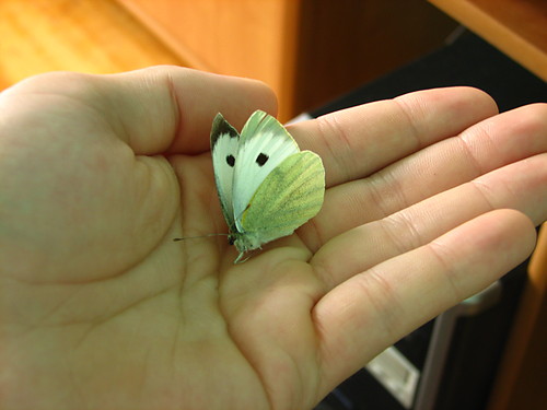 to jest motyl
