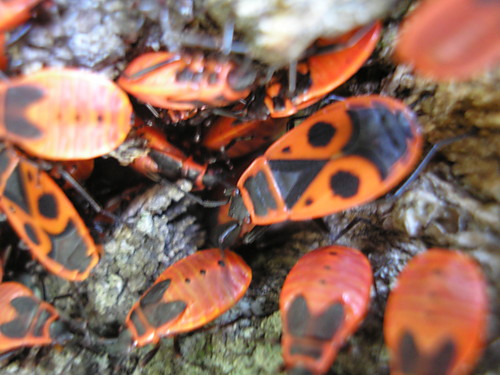 Myl (robaczywa).