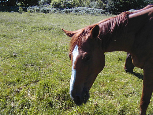 Wigor