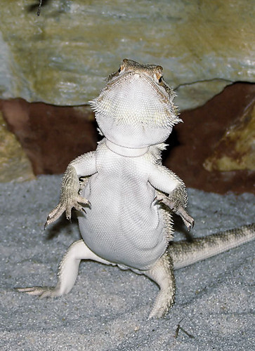 Pogona vitticeps 