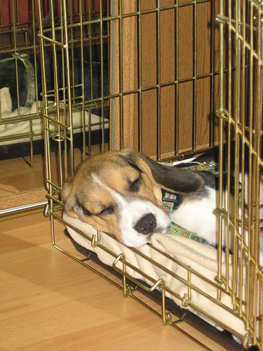 here doggie, doggie, doggie:P