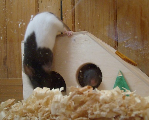 Pupilki