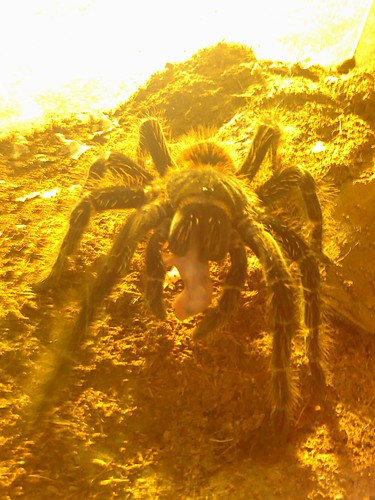 Lasidora Parahybana