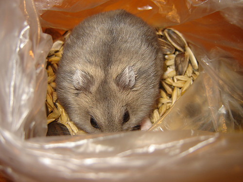 ShOgu... :D ;* :D