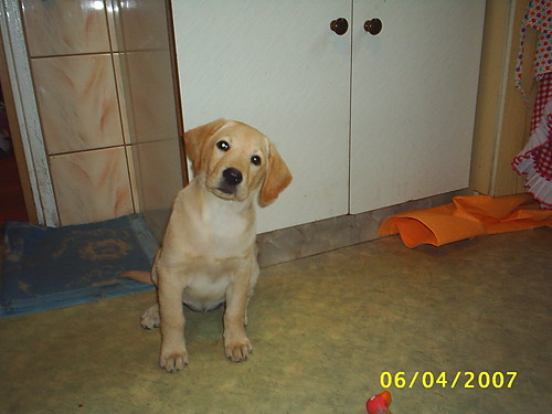 Dora