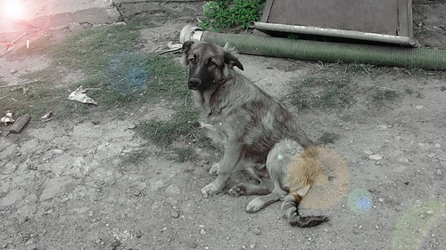 szarik 