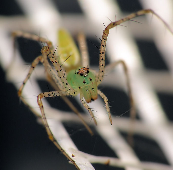 Peucetia Viridans