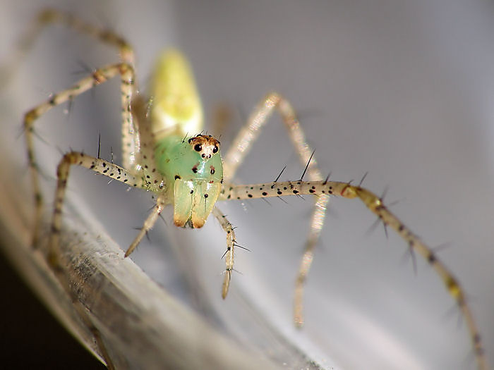 Peucetia viridans