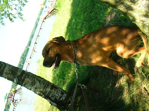 Buba