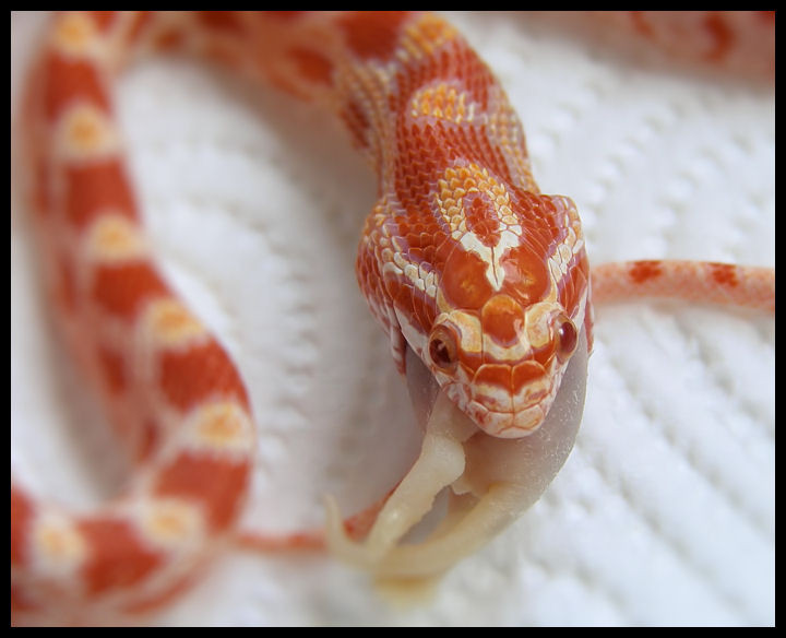 Pantherophis guttatus
