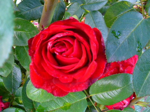 Rose &Love