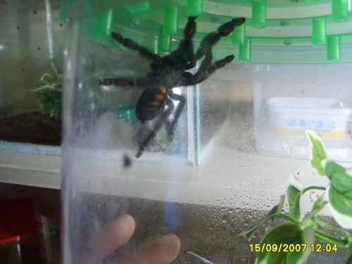 Psalmopeus Irminia :P