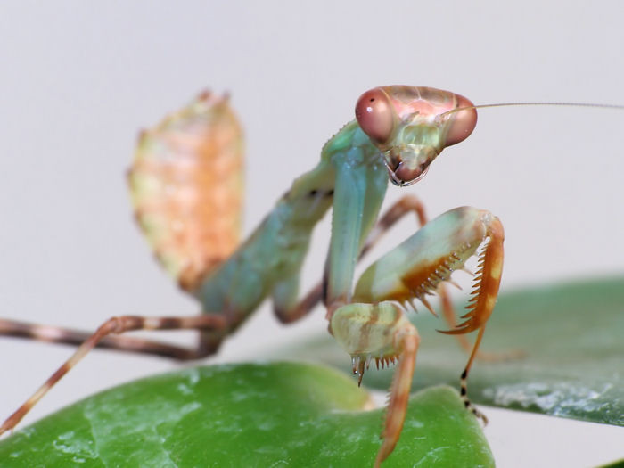Pnigomantis medioconstricta