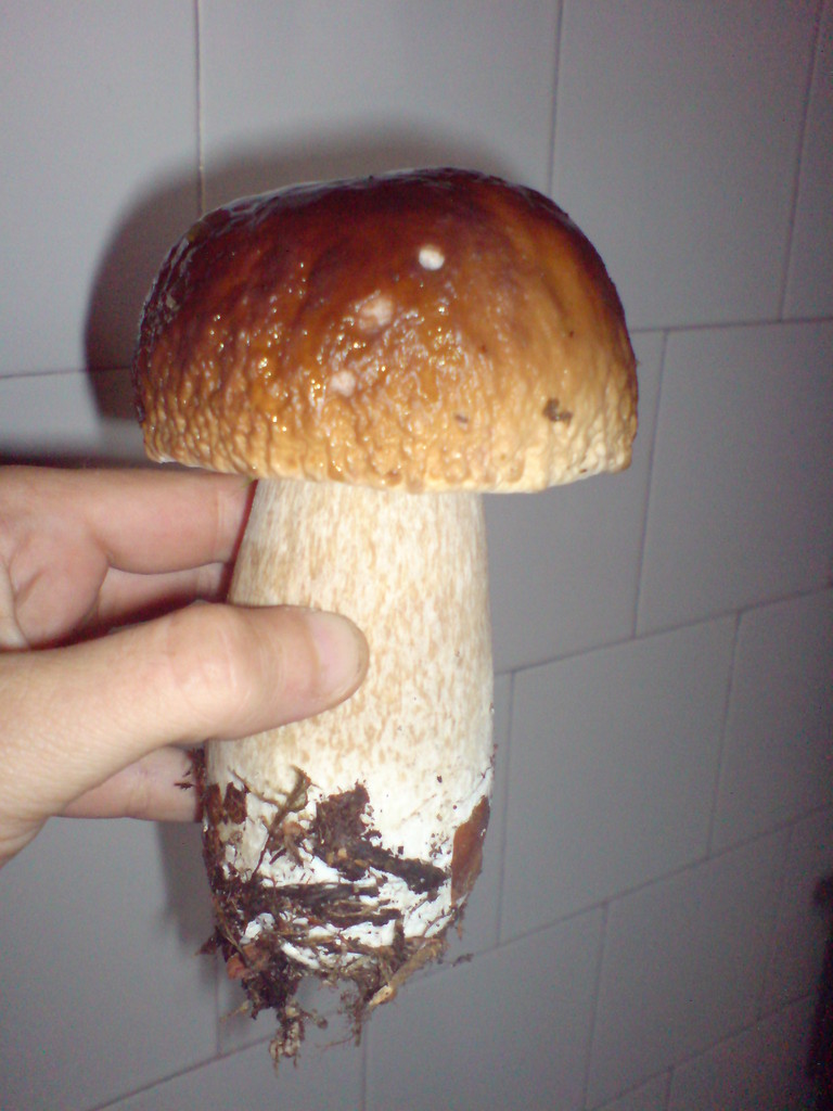 Grzybobranie =)
