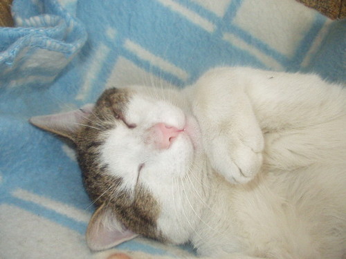 :))Kiccuss