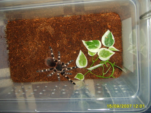 Asunsiata Genikulata :D