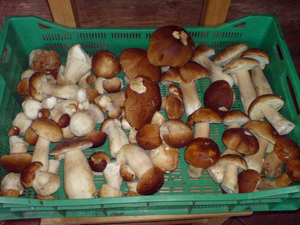 Grzybobranie Cz.2 =)