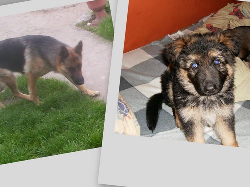 wilki