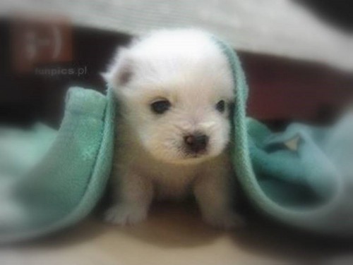 soDziudkooo;**