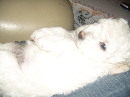 ...::: FIFI:::... ;*